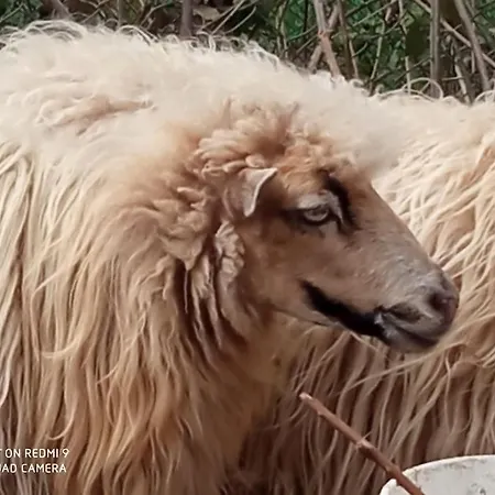 Maison Lauraguaise Parking Grand Jardin Wifi *