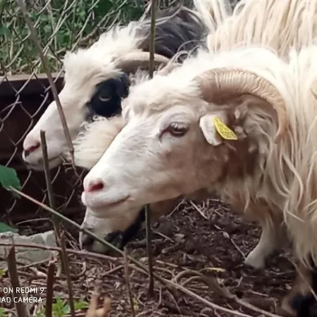 Maison Lauraguaise Parking Grand Jardin Wifi Vakantiehuis