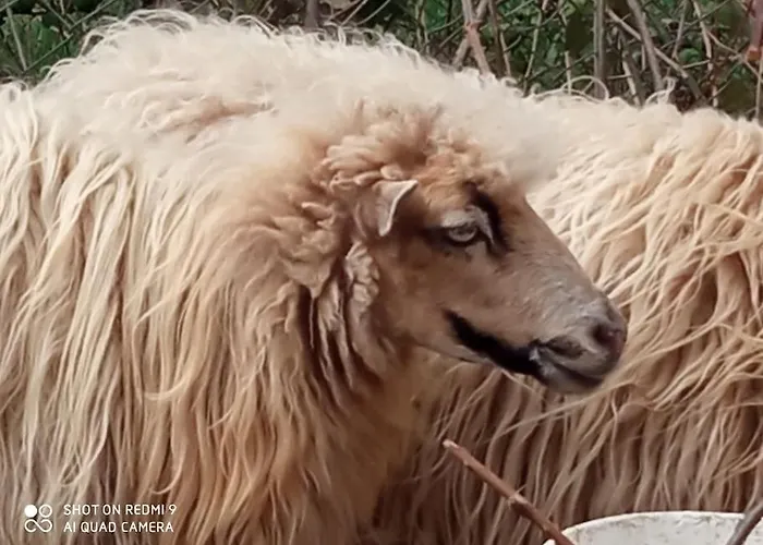 Maison Lauraguaise Parking Grand Jardin Wifi *