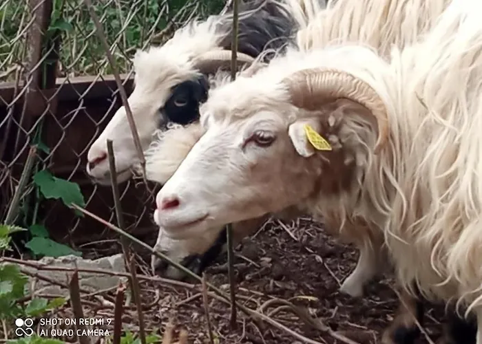 Maison Lauraguaise Parking Grand Jardin Wifi Dom wakacyjny